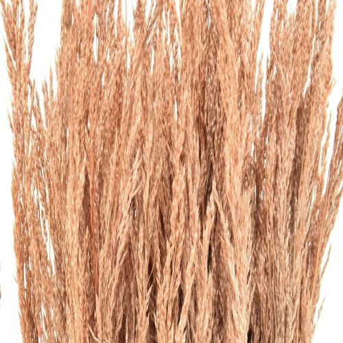 Artikel Rood Bent Gras Agrostis Droog Gras Rood Bruin 65cm 80g