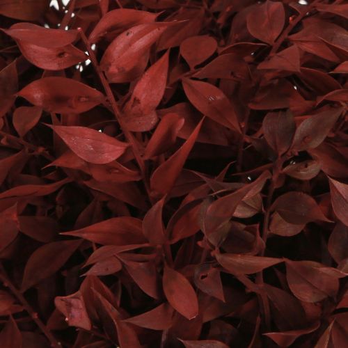 Artikel Ruscus Rode siertakken gedroogd op draad 20cm 1 bos