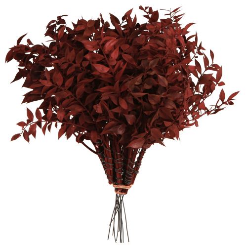 Artikel Ruscus Rode siertakken gedroogd op draad 20cm 1 bos