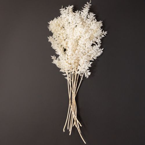 Artikel Ruscus takken decoratieve takken droogbloemen gebleekt 10 stuks