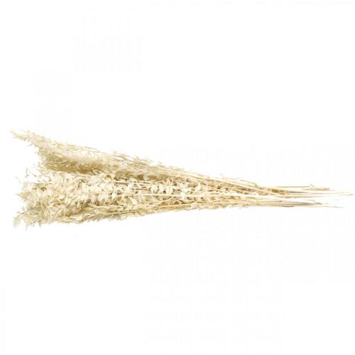 Floristik24 Ruscus twijgen deco twijgen gedroogde bloemen crème 200g