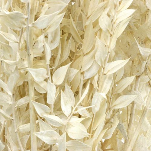 Floristik24 Ruscus twijgen deco twijgen gedroogde bloemen crème 200g