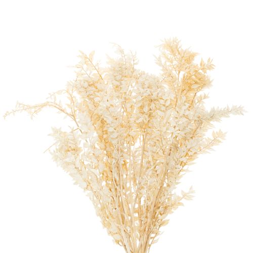 Gedroogde decoratieve tak van Ruscus, gebleekte Ruscus, 200 g kopen | Floristik24.nl