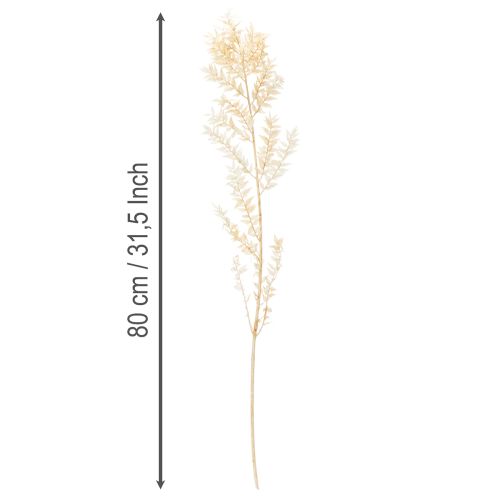 Gedroogde decoratieve tak van Ruscus, gebleekte Ruscus, 200 g | Floristik24.nl
