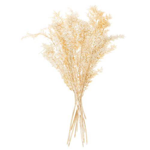 Gedroogde decoratieve tak van Ruscus, gebleekte Ruscus, 200 g | Floristik24.nl
