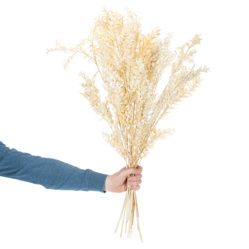 Gedroogde decoratieve tak van Ruscus, gebleekte Ruscus, 200 g | Floristik24.nl