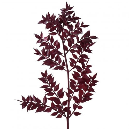 Floristik24 Ruscus Rode siertakken gedroogd donkerrood 75-95cm 1kg