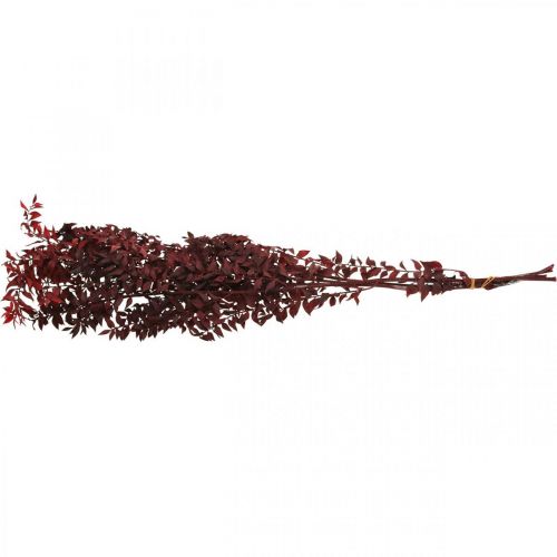 Floristik24 Gedroogde Ruscus, droge bloemisterij, doorn mirte rood L58cm 30g