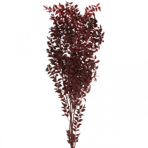 Gedroogde Ruscus, droge bloemisterij, doorn mirte rood L58cm 30g