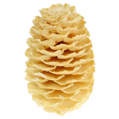Artikel Sabulosum kegels gebleekt 500g