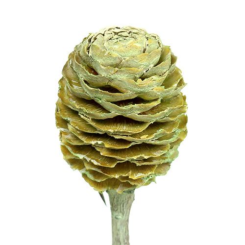 Artikel Sabulosum tak 4-6 Groen mat 25 stuks