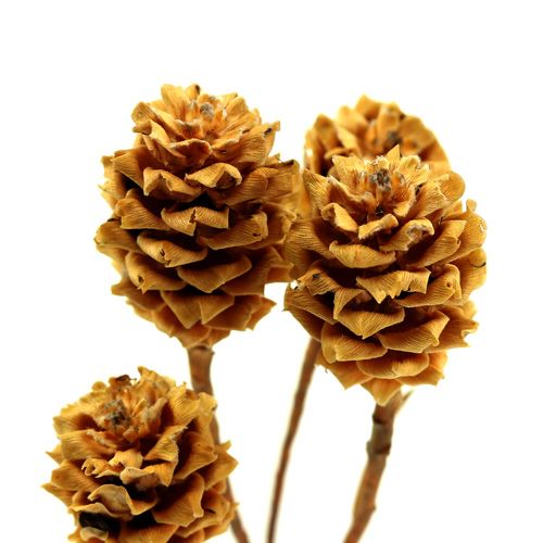 Artikel Salignum light 4-6 bloemen op de Leucadendron tak 100 stuks