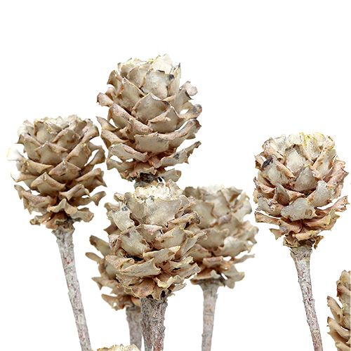 Artikel Salignum whitewashed protea op steel 25 st