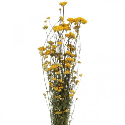 Floristik24 Bosje kerriestruik, gele gedroogde bloem, gouden zon, Italiaanse helichrysum L58cm 45g
