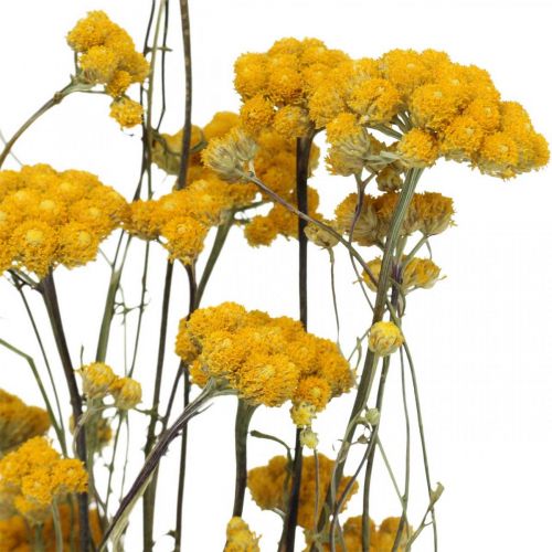 Floristik24 Bosje kerriestruik, gele gedroogde bloem, gouden zon, Italiaanse helichrysum L58cm 45g