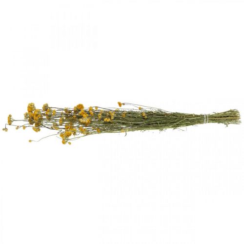 Floristik24 Bosje kerriestruik, gele gedroogde bloem, gouden zon, Italiaanse helichrysum L58cm 45g