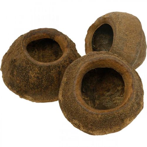 Floristik24 Paradise Nut Plantenpot Naturel Sapucaia Ø14cm H10cm 3 st