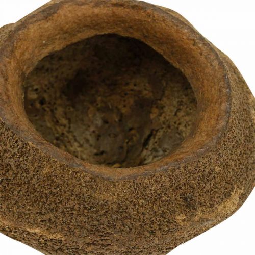 Floristik24 Paradise Nut Plantenpot Naturel Sapucaia Ø14cm H10cm 3 st