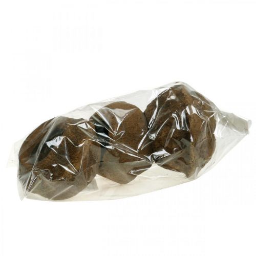 Floristik24 Paradise Nut Plantenpot Naturel Sapucaia Ø14cm H10cm 3 st
