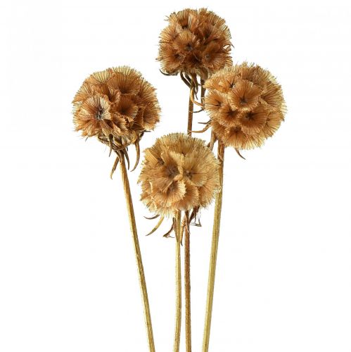 Artikel Scabiosa gedroogde natuurlijke scabiosa gedroogde bloemen H50cm 100g