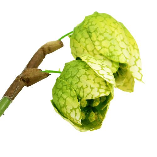 Floristik24 Schaakbloem groen met wortels L30cm