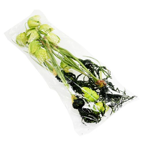 Floristik24 Schaakbloem groen met wortels L30cm
