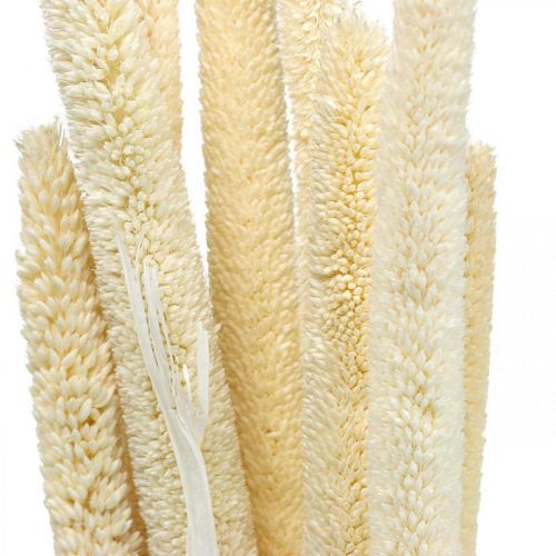 Floristik24 Riet deco rietgras gedroogd gebleekt H60cm bos