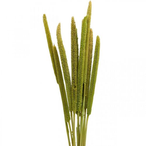 Floristik24 Riet cob deco rietgras gedroogd groen H60cm bos