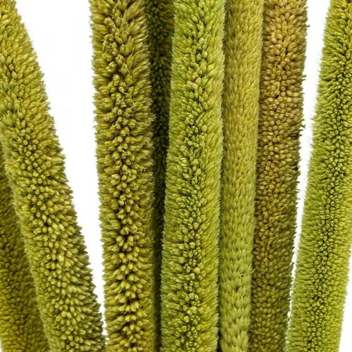 Floristik24 Riet cob deco rietgras gedroogd groen H60cm bos