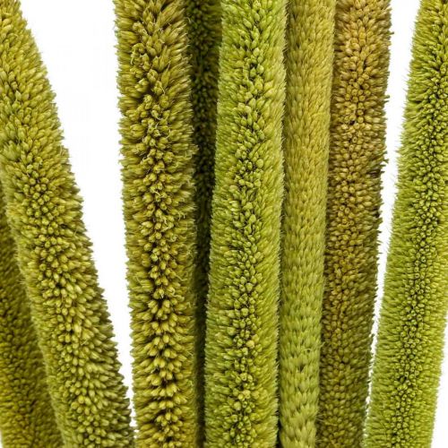 Artikel Riet cob deco rietgras gedroogd groen H60cm bos