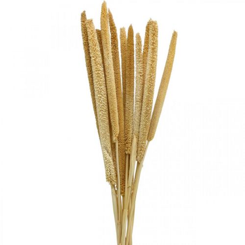 Floristik24 Riet cob deco rietgras gedroogd naturel H60cm bos