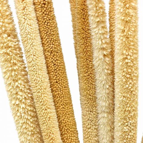 Floristik24 Riet cob deco rietgras gedroogd naturel H60cm bos