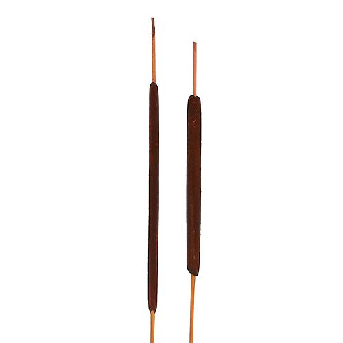 Floristik24 Rietbollenmix bruin 100 st
