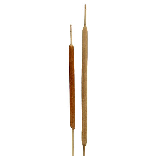 Floristik24 Rietenbollenmix naturel decoratief riet 70cm 100 st
