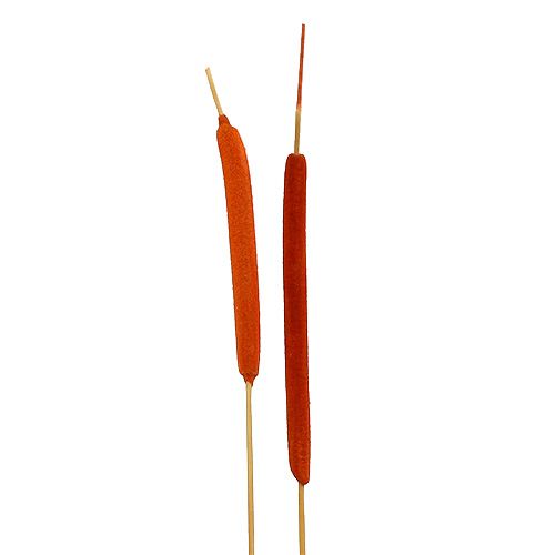 Floristik24 Rietbollenmix oranje 100 st