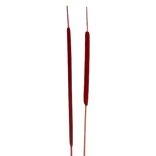 Floristik24 Rietbollenmix rood 100 st