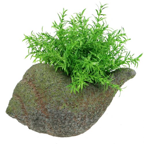 Floristik24 Mossel voor opplant met mos 25 cm