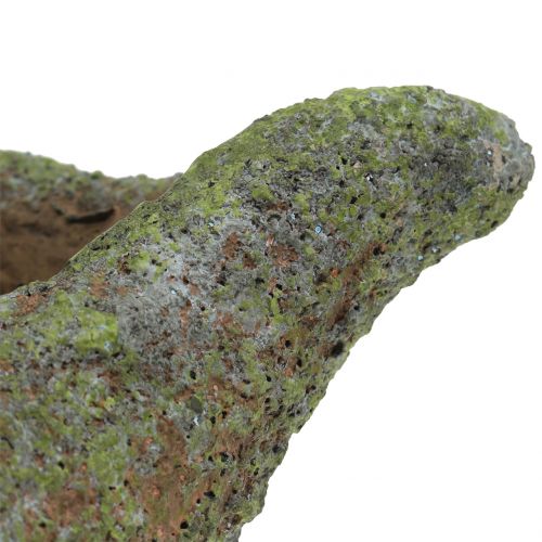 Floristik24 Mossel voor opplant met mos 25 cm
