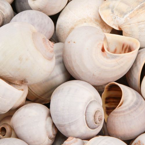 Floristik24 Slakdecoratie slakkenhuizen natuurlijke landslak leeg 500g