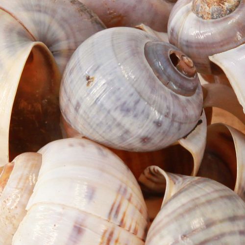 Artikel Slakkenhuis natuur 1kg