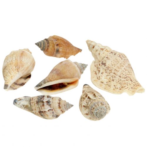 Floristik24 Slakkenhuis natuur 815g