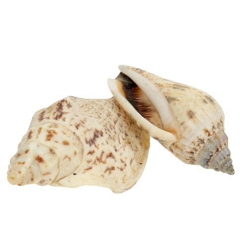 Floristik24 Slakkenhuis natuur 815g