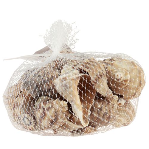 Artikel Slakkenhuisdecoratie zeeslakken bruin crème 4-6cm 300g