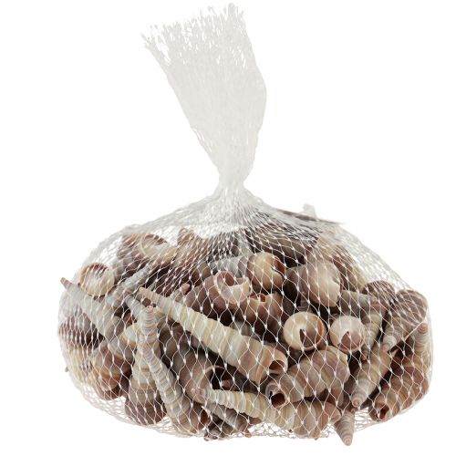 Artikel Slakkenhuizen decoratieve zeeslakken Turritella 4,5–5,5 cm 300 g