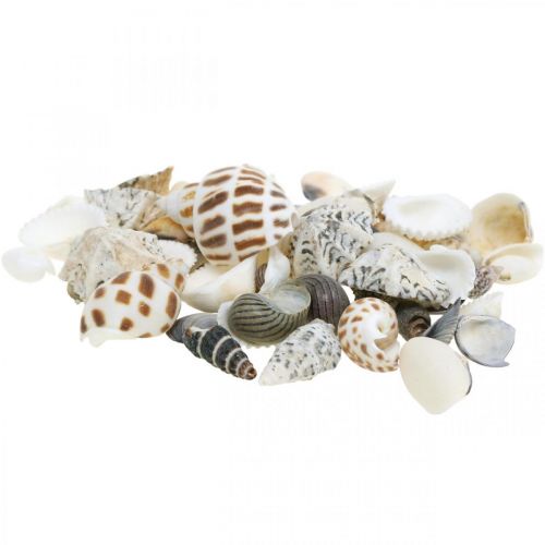 Floristik24 Mosselmix Mini, Zeeslakken, Natuurlijke Mosselen L1–4cm 1000g