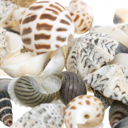 Floristik24 Mosselmix Mini, Zeeslakken, Natuurlijke Mosselen L1–4cm 1000g