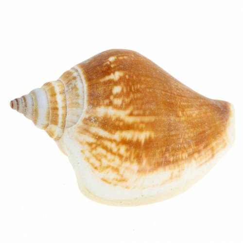 Floristik24 Slakkenhuis Strombus canarium naturel 1050g