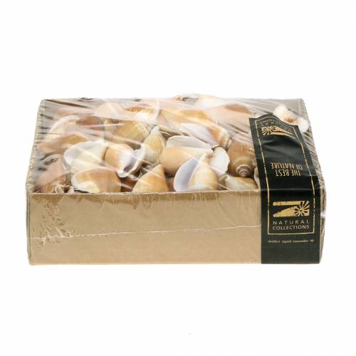 Floristik24 Slakkenhuis Strombus canarium naturel 1050g