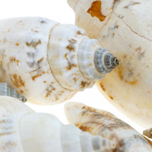 Artikel Deco slakkenhuisjes leeg in bastnet zeeslakken 400g