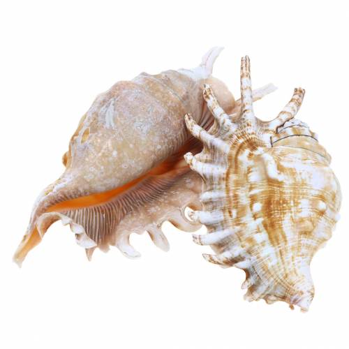 Floristik24 Zeeslak duizendpootslak naturel 11-15cm 10 st